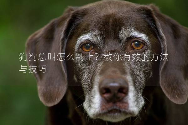 狗狗總叫怎么制止？教你有效的方法與技巧