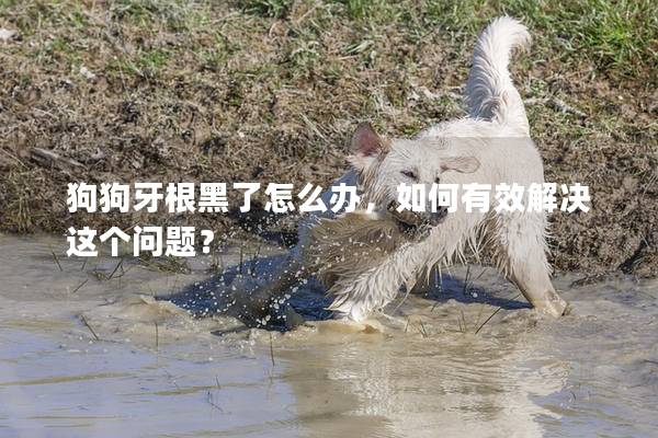 狗狗牙根黑了怎么辦，如何有效解決這個問題？