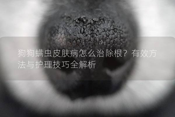 狗狗螨蟲皮膚病怎么治除根？有效方法與護理技巧全解析