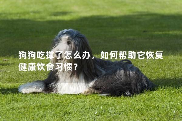 狗狗吃撐了怎么辦,如何幫助它恢復健康飲食習慣? 狗狗吃撐了怎么辦,如何幫助它恢復健康飲食習慣?