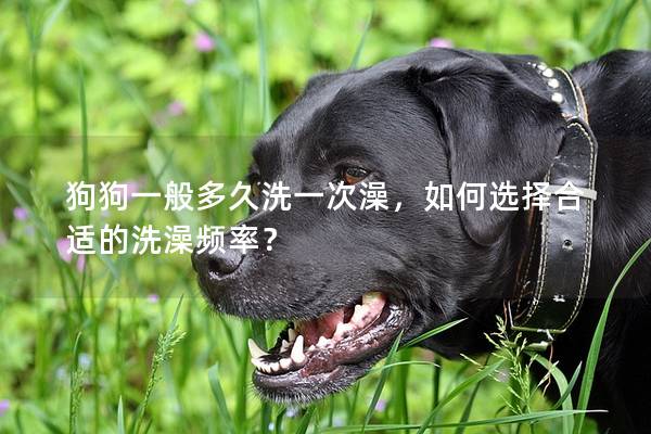 狗狗一般多久洗一次澡，如何選擇合適的洗澡頻率？