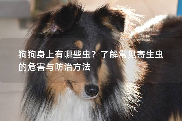 狗狗身上有哪些蟲？了解常見寄生蟲的危害與防治方法