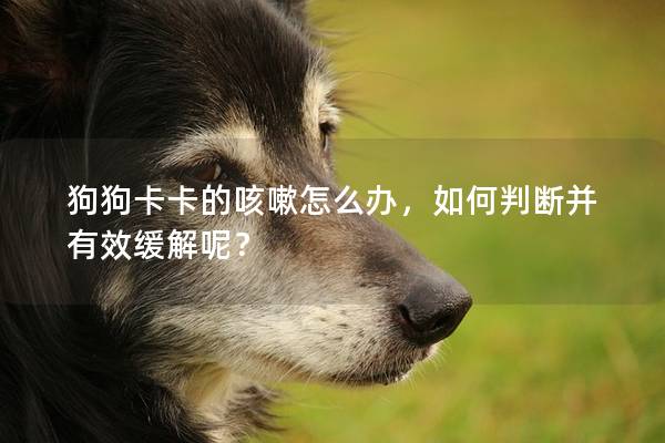 狗狗卡卡的咳嗽怎么辦，如何判斷并有效緩解呢？