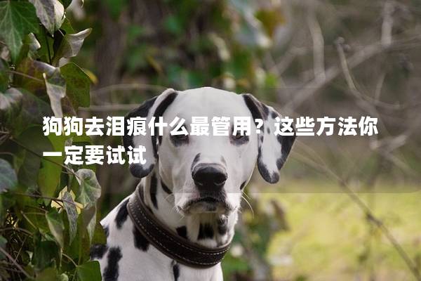 狗狗去淚痕什么最管用？這些方法你一定要試試
