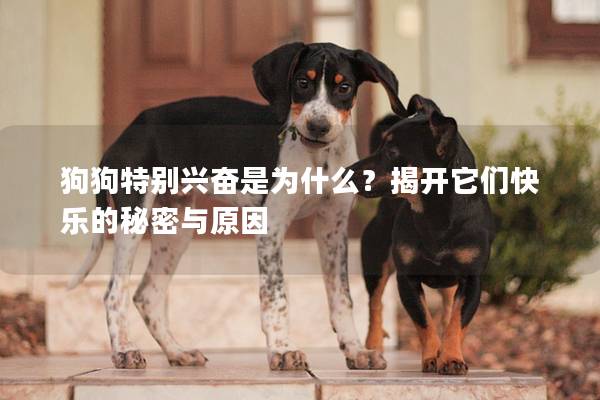 狗狗特別興奮是為什么？揭開它們快樂的秘密與原因