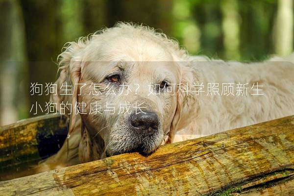 狗狗生了怎么辦？如何科學(xué)照顧新生小狗的健康與成長(zhǎng)