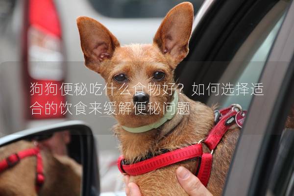 狗狗便秘吃什么食物好？如何選擇適合的飲食來緩解便秘問題