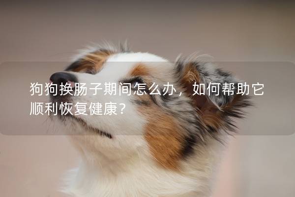狗狗換腸子期間怎么辦，如何幫助它順利恢復健康？