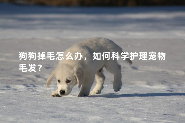 狗狗掉毛怎么辦，如何科學(xué)護(hù)理寵物毛發(fā)？