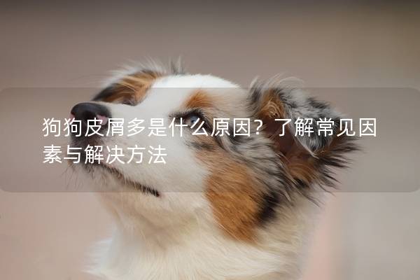 狗狗皮屑多是什么原因？了解常見因素與解決方法