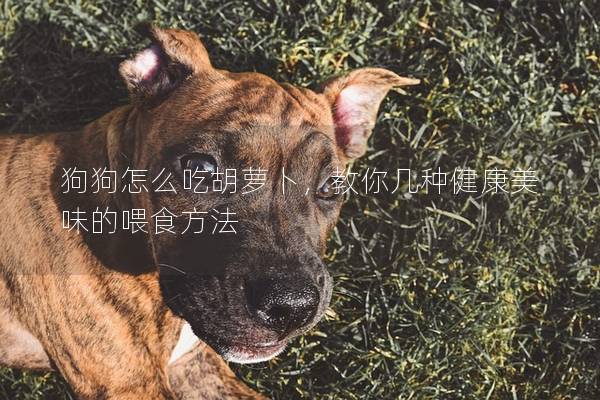 狗狗怎么吃胡蘿卜，教你幾種健康美味的喂食方法