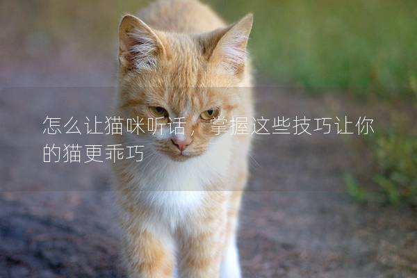 怎么讓貓咪聽話，掌握這些技巧讓你的貓更乖巧