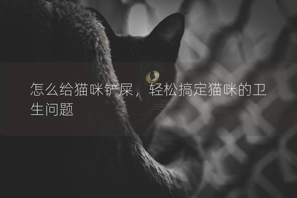 怎么給貓咪鏟屎，輕松搞定貓咪的衛(wèi)生問題