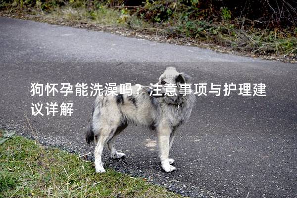 狗懷孕能洗澡嗎？注意事項與護理建議詳解