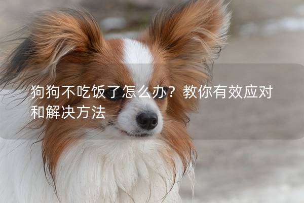 狗狗不吃飯了怎么辦？教你有效應(yīng)對(duì)和解決方法