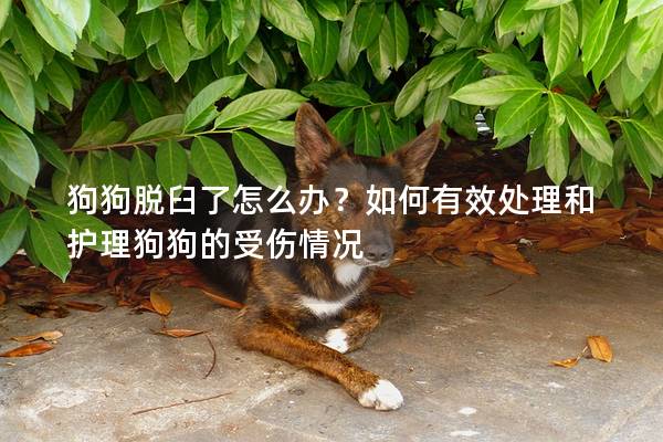 狗狗脫臼了怎么辦？如何有效處理和護(hù)理狗狗的受傷情況