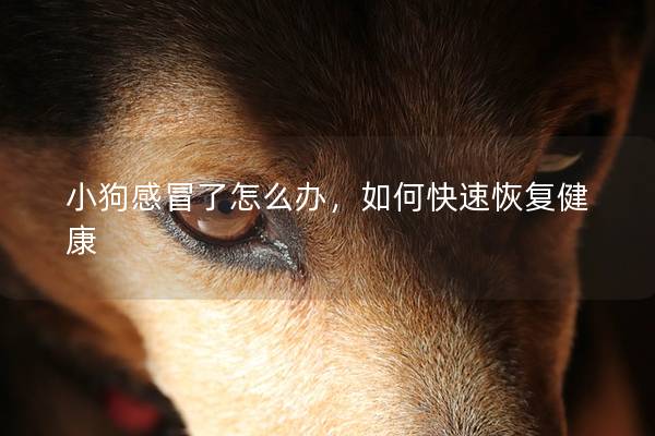 小狗感冒了怎么辦,如何快速恢復健康 小狗感冒了怎么辦,如何快速恢復健康
