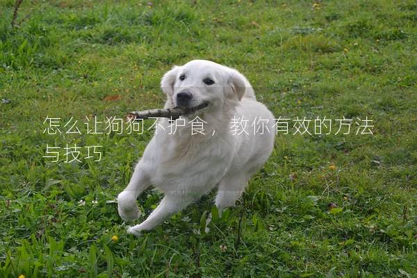 怎么讓狗狗不護食，教你有效的方法與技巧