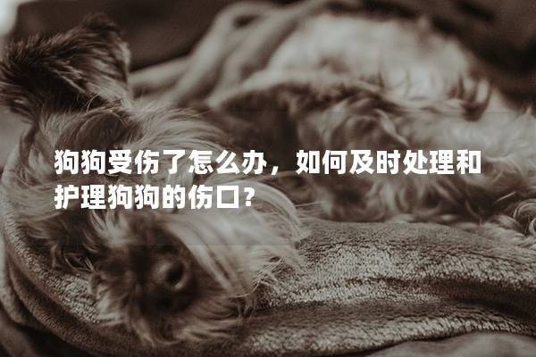 狗狗受傷了怎么辦，如何及時處理和護理狗狗的傷口？