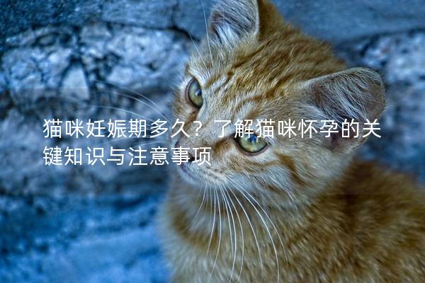 貓咪妊娠期多久？了解貓咪懷孕的關鍵知識與注意事項