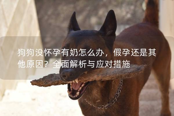 狗狗沒懷孕有奶怎么辦,假孕還是其他原因?全面解析與應對措施
