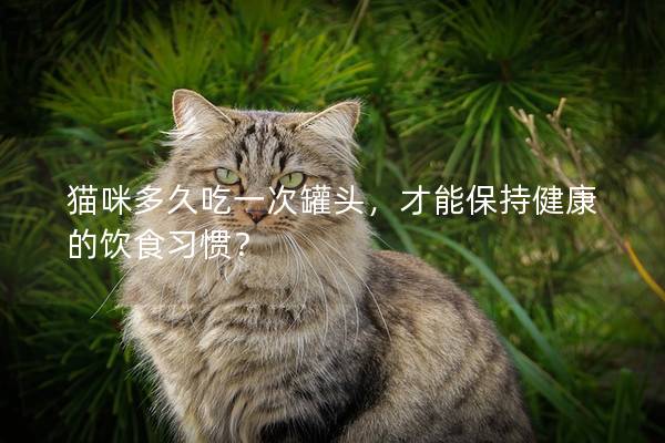貓咪多久吃一次罐頭，才能保持健康的飲食習慣？
