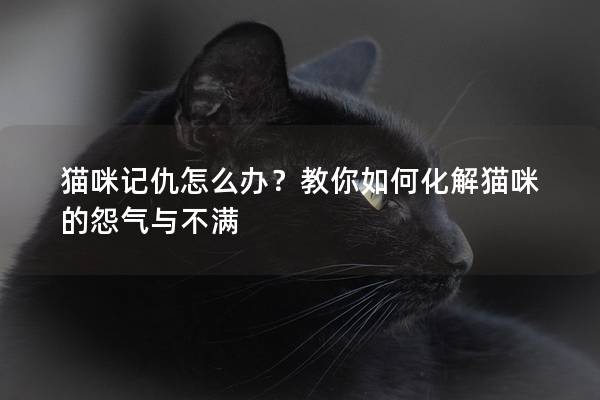 貓咪記仇怎么辦？教你如何化解貓咪的怨氣與不滿