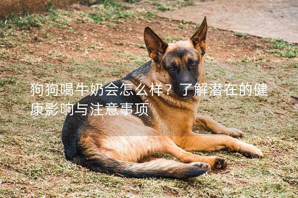 狗狗喝牛奶會(huì)怎么樣？了解潛在的健康影響與注意事項(xiàng)