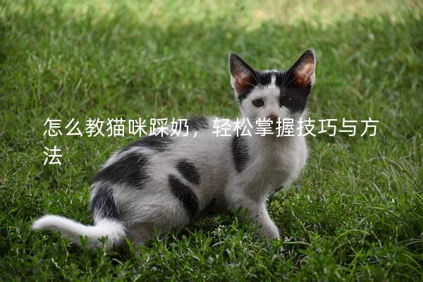怎么教貓咪踩奶,輕松掌握技巧與方法 怎么教貓咪踩奶,輕松掌握技巧與方法