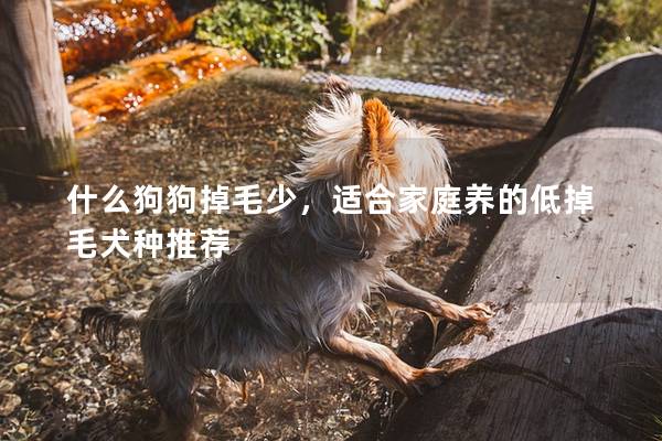 什么狗狗掉毛少，適合家庭養的低掉毛犬種推薦