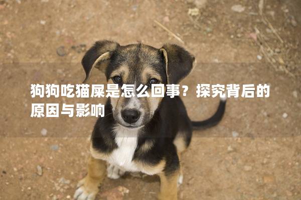 狗狗吃貓屎是怎么回事？探究背后的原因與影響