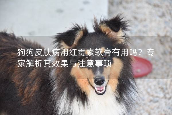 狗狗皮膚病用紅霉素軟膏有用嗎？專家解析其效果與注意事項