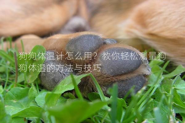 狗狗體溫計怎么用？教你輕松測量狗狗體溫的方法與技巧