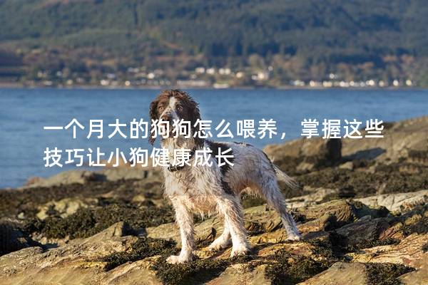 一個月大的狗狗怎么喂養，掌握這些技巧讓小狗健康成長