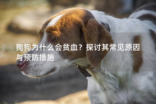狗狗為什么會(huì)貧血？探討其常見(jiàn)原因與預(yù)防措施