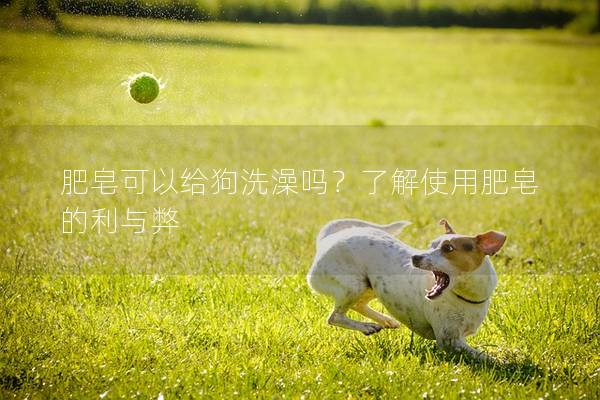 肥皂可以給狗洗澡嗎？了解使用肥皂的利與弊