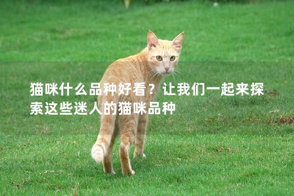 貓咪什么品種好看？讓我們一起來(lái)探索這些迷人的貓咪品種