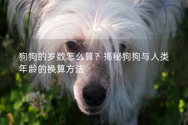 狗狗的歲數怎么算？揭秘狗狗與人類年齡的換算方法