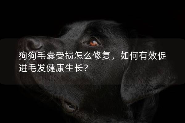 狗狗毛囊受損怎么修復，如何有效促進毛發健康生長？