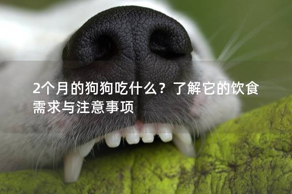 2個(gè)月的狗狗吃什么？了解它的飲食需求與注意事項(xiàng)