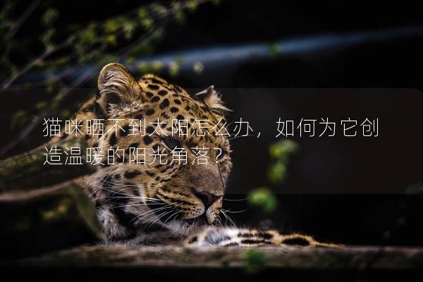 貓咪曬不到太陽怎么辦，如何為它創造溫暖的陽光角落？