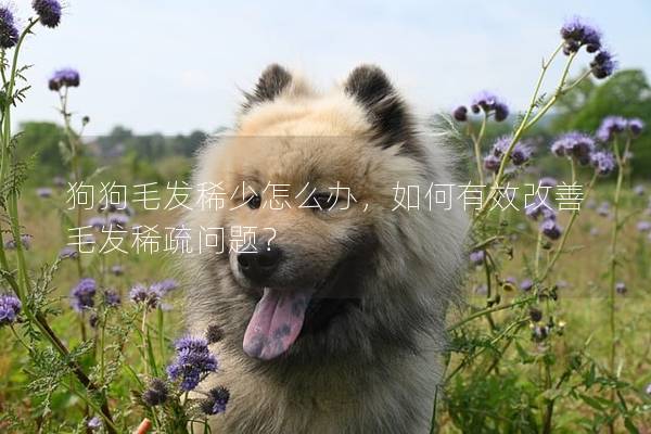 狗狗毛發稀少怎么辦，如何有效改善毛發稀疏問題？