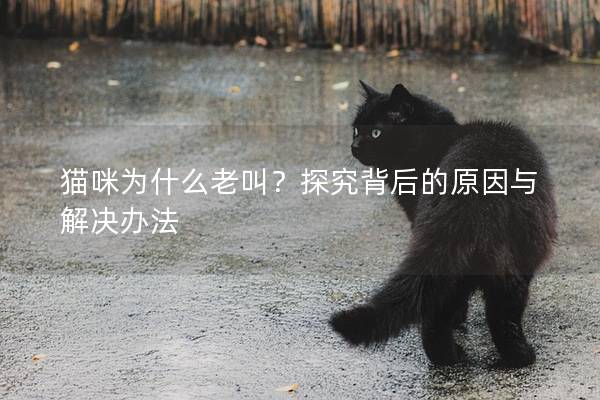 貓咪為什么老叫？探究背后的原因與解決辦法