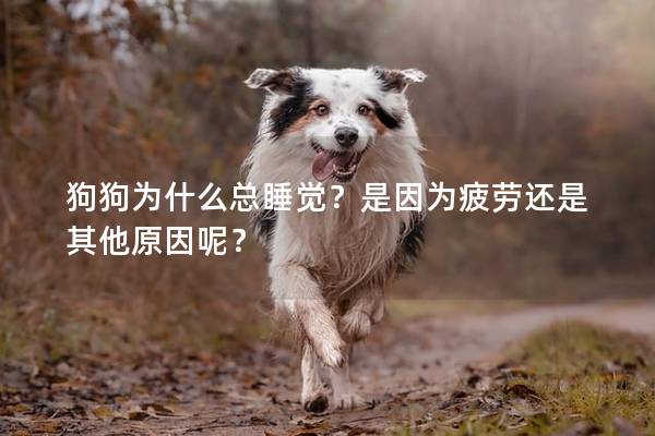 狗狗為什么總睡覺？是因為疲勞還是其他原因呢？