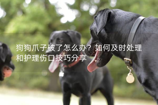 狗狗爪子破了怎么辦？如何及時處理和護理傷口技巧分享