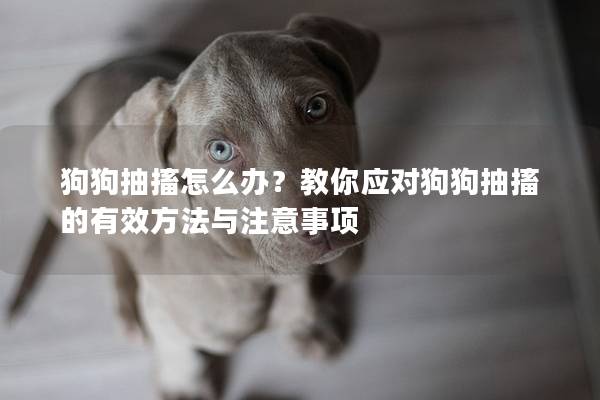 狗狗抽搐怎么辦？教你應(yīng)對狗狗抽搐的有效方法與注意事項