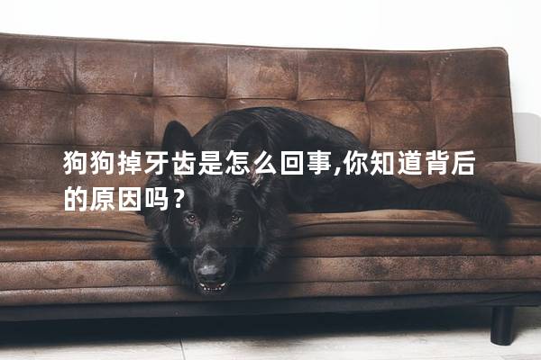 狗狗掉牙齒是怎么回事,你知道背后的原因嗎？