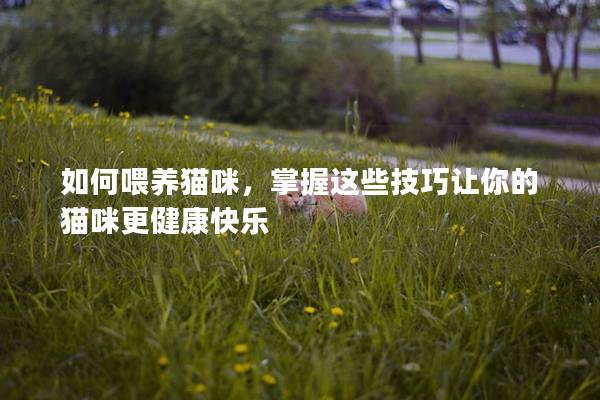 如何喂養(yǎng)貓咪，掌握這些技巧讓你的貓咪更健康快樂(lè)
