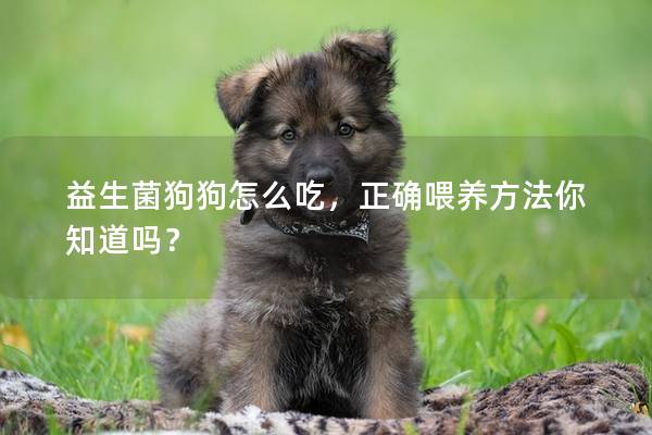 益生菌狗狗怎么吃，正確喂養(yǎng)方法你知道嗎？