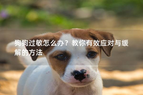 狗狗過敏怎么辦？教你有效應對與緩解的方法